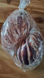 ECHTE REUZEN SLAKKENHUIS ACHATINA SCHELP, Verzamelen, Ophalen of Verzenden, Zo goed als nieuw, Beeldje of Figuurtje