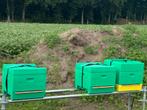 Bijenvolk + Segebeger kast 11 ramen, Dieren en Toebehoren, Insecten en Spinnen, Bijen