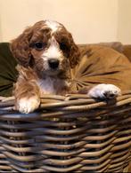 Prachtige cavapoo pups, CDV (hondenziekte), 8 tot 15 weken, Meerdere, Nederland
