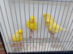 Kanaries, Dieren en Toebehoren, Vogels | Kanaries, Mannelijk, Kleurkanarie