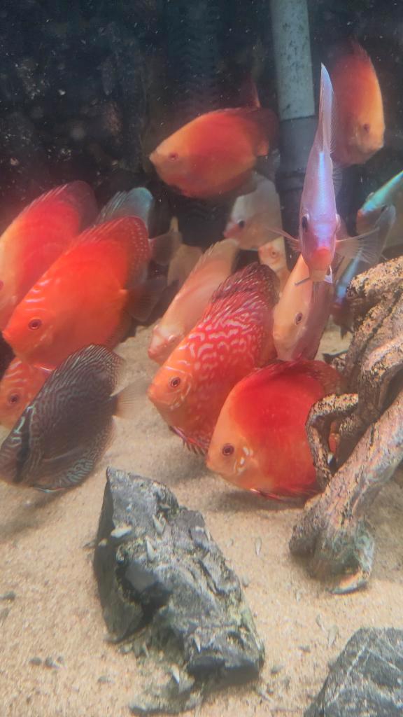 Discus vissen, Dieren en Toebehoren, Vissen | Aquariumvissen, Vis
