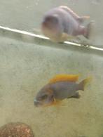 2 Malawi chicliden pseudotopheus.SP., Dieren en Toebehoren, Vissen | Aquariumvissen, Vis