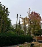 Boomverzorging/ bomen kappen/ boomkap/ bomen snoeien/rooien, Ophalen, Volle zon, Overige soorten