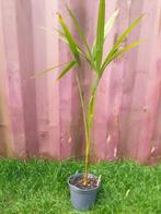 Trachycarpus fortunei, Ophalen, Volle zon, Palmboom, Minder dan 100 cm