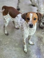 ACE: Barry is een mooi hondje om te zien, Particulier, Rabiës (hondsdolheid), Reu, Buitenland