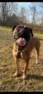 Bullmastiff Teef, Rabiës (hondsdolheid), 1 tot 2 jaar, Teef, Eén hond