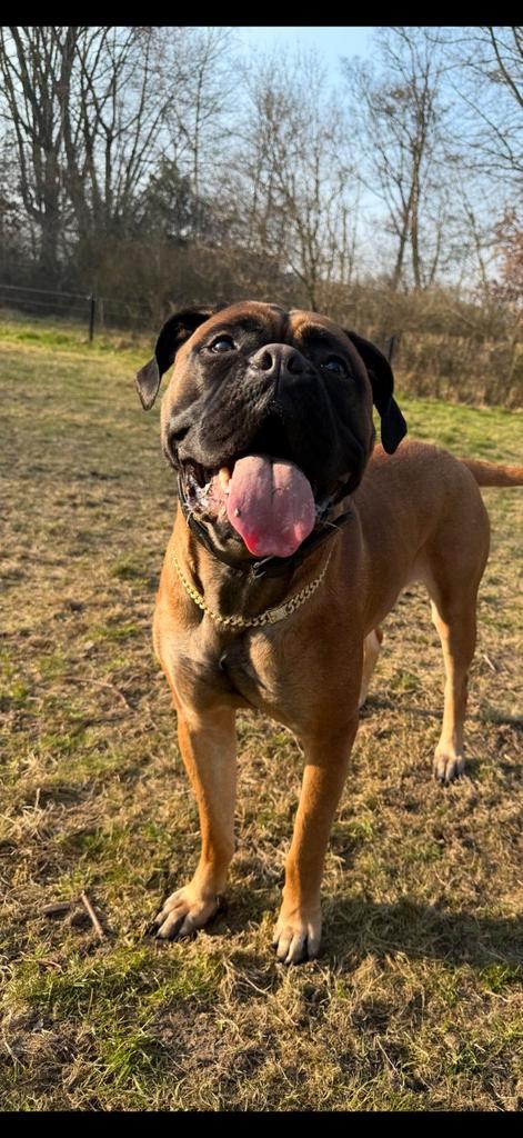 Bullmastiff Teef, Dieren en Toebehoren, Honden | Dekreuen, Teef, Particulier, Eén hond, Nederland, 1 tot 2 jaar, CDV (hondenziekte)