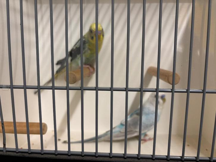 Fraai koppel mutatie graspakieten + nette kooi, Dieren en Toebehoren, Vogels | Parkieten en Papegaaien, Parkiet, Meerdere dieren