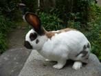 Te koop: raszuivere groot lotharinger ram, Dieren en Toebehoren, Mannelijk, Groot, 0 tot 2 jaar