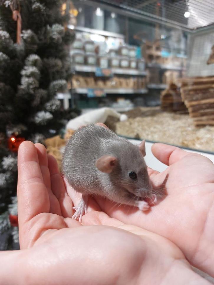 Dwergratjes super lief en super tam., Dieren en Toebehoren, Knaagdieren, Meerdere dieren, September, Tam