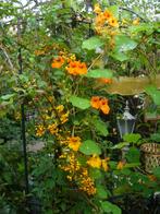 Sm ijzer ornament v hek balustrade deurrooster sierhek enz.., Ophalen, IJzer, Sierhekwerk