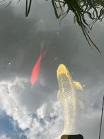 Koi karper, Dieren en Toebehoren, Vissen | Vijvervissen, Karper of Koi