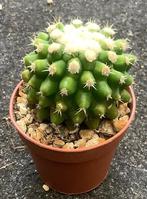 Cactus, Echinocactus, Huis en Inrichting, Ophalen of Verzenden, Cactus, Volle zon, Minder dan 100 cm