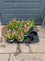 Angelonia, Tuin en Terras, Planten | Tuinplanten, Ophalen, Overige soorten, Volle zon