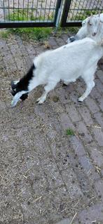 Geiten / bokjes, Dieren en Toebehoren, Schapen, Geiten en Varkens, Mannelijk, Geit