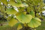 Prachtige Ginkgo Japanse notenboom Een levende oerboom, Tuin en Terras, Planten | Bomen, In pot, Minder dan 100 cm, Lente, Overige soorten