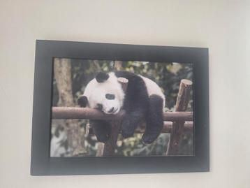 Afbeelding panda beschikbaar voor biedingen