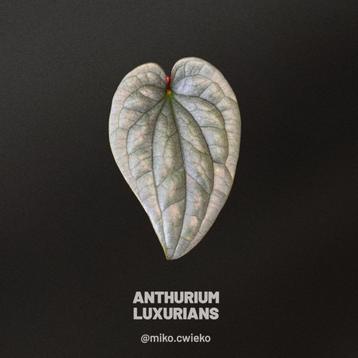 Anthurium Luxurians beschikbaar voor biedingen