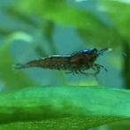 25 neocaridina garnalen, Dieren en Toebehoren, Vissen | Aquariumvissen, Kreeft, Krab of Garnaal, Zoetwatervis, Schoolvis