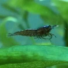25 neocaridina garnalen, Dieren en Toebehoren, Vissen | Aquariumvissen, Zoetwatervis, Kreeft, Krab of Garnaal, Schoolvis