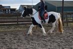 Mooie grote tinker merrie 1m62, Ruin, 160 tot 165 cm, Recreatiepaard, 7 tot 10 jaar