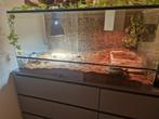 Terrarium  100x50x50, Dieren en Toebehoren, Reptielen en Amfibieën | Toebehoren, Ophalen, Gebruikt