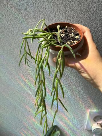 Hoya Linearis beschikbaar voor biedingen