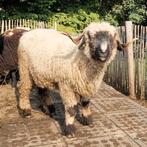 Walliser schwarznase ooi en ram (onverwant), Dieren en Toebehoren, Schapen, Geiten en Varkens, Meerdere dieren, Schaap