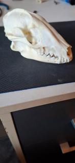 Schedel wasbeerhond, Ophalen of Verzenden, Zo goed als nieuw, Schedel