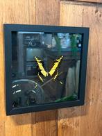 Prachtige vlinder in vitrine linst, Ophalen of Verzenden, Zo goed als nieuw, Nvt, Nvt