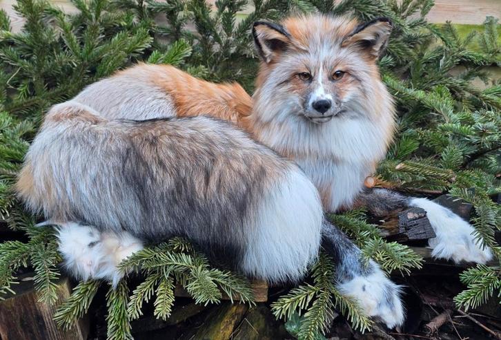 Mooie grote Softmount vos, Verzamelen, Dierenverzamelingen, Opgezet dier, Wild dier, Ophalen of Verzenden