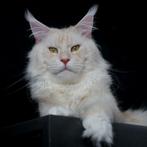 Maine Coon dekkater met stamboom voor buitendekking, Dieren en Toebehoren, Katten en Kittens | Dekkaters