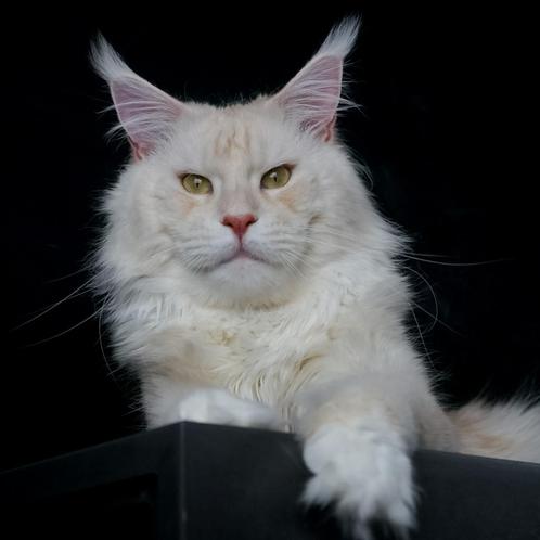 Maine Coon dekkater met stamboom voor buitendekking, Dieren en Toebehoren, Katten en Kittens | Dekkaters