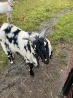 Nubische maanvlek bok, Mannelijk, Geit