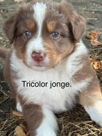 Raszuivere aussie- australian shepherd - asutralische herder, Dieren en Toebehoren, Honden | Herdershonden en Veedrijvers, CDV (hondenziekte)