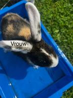 Baby konijntjes, Dieren en Toebehoren, Konijnen, Meerdere dieren