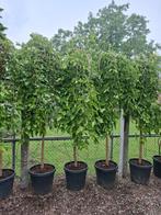moerbij boom morus alba pendula, Ophalen, In pot, Volle zon