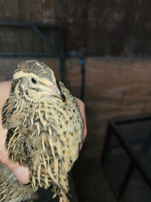 Tekoop jonge japanse kwartel hennen, Dieren en Toebehoren, Pluimvee, Overige soorten, Vrouwelijk