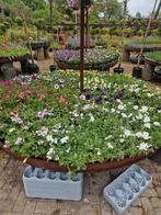 Zomerbloeiers, Tuin en Terras, Planten | Tuinplanten, Ophalen, Zomer, Volle zon
