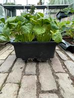 Komkommer, watermeloen, zoete meloen stekjes, Ophalen, Volle zon, Groenteplanten, Eenjarig