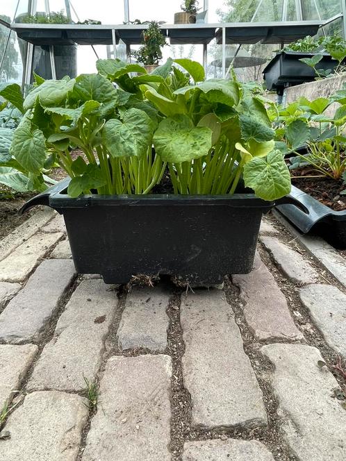 Komkommer, watermeloen, zoete meloen stekjes, Tuin en Terras, Planten | Tuinplanten, Eenjarig, Groenteplanten, Volle zon, Zomer