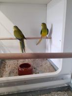 elegantparkieten en turquoisineparkieten, Dieren en Toebehoren, Vogels | Parkieten en Papegaaien, Meerdere dieren, Parkiet, Geringd
