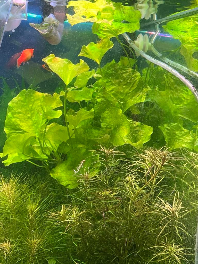 Aquarium plant, Overige typen