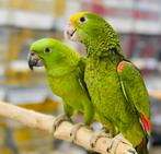 5 soorten jonge & pratende amazone papegaaien, Meerdere dieren, Papegaai, Pratend