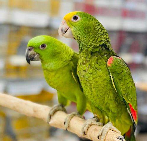 5 soorten jonge & pratende amazone papegaaien, Dieren en Toebehoren, Vogels | Parkieten en Papegaaien, Papegaai, Meerdere dieren