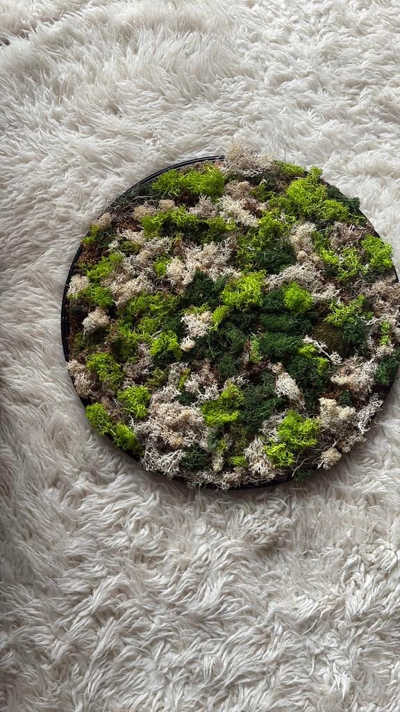 Mos schilderij, Ophalen, Zo goed als nieuw