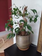 Ficus Ginseng met pot, Huis en Inrichting, Kamerplanten, Ficus, Ophalen of Verzenden, Halfschaduw