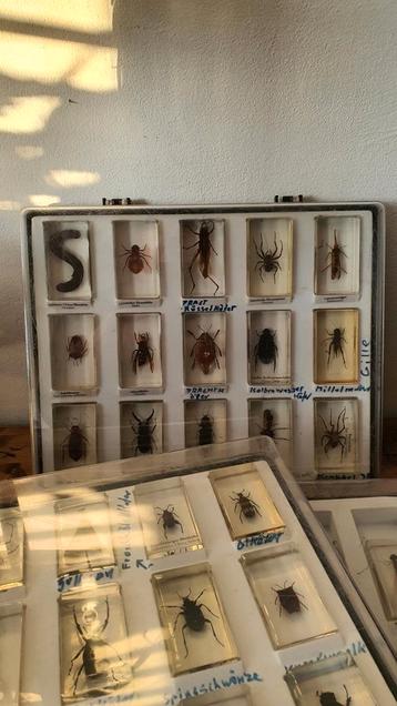 Entomologie boxen met 38 insecten in hars gegoten 