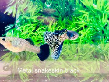 Metal snakeskin black guppy beschikbaar voor biedingen