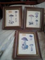 3 oude tekeningen/afbeeldingen Paddenstoelen, Ophalen of Verzenden